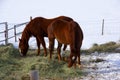 Pair of brown horses grazing in winter pasture Royalty Free Stock Photo