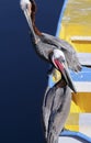 A Pair of Brown Pelicans on a Blue and Yellow Rowboat Royalty Free Stock Photo