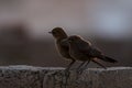 Pair of Brown Rock chat in morning light in wildlife aerea of punjab pakistan