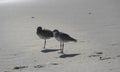 Pair of brown Sandpipers on Cocoa Beach, Florida Royalty Free Stock Photo