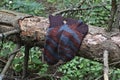 a pair of brown striped socks in the forest on the trunk of a spruce Royalty Free Stock Photo