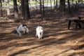 Spaniel Dogs Running Away Royalty Free Stock Photo