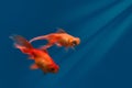 A pair of bubble eye goldfish swim towards the light