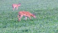 Pair of buck whitetail deer eating in field Royalty Free Stock Photo