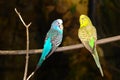 A Pair of Budgerigars