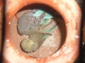 Pair of budgerigars in an earthen pot