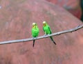 Pair of budgerigars of natural coloration is sitting on a branch