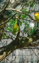 Pair of budgies cling to bars