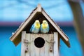 a pair of budgies inside a wooden bird house hanged on a tree