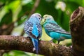 Pair of budgies a.k.a. parakeets Melopsittacus undulatus kissing on branch