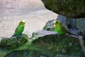 Pair of budgies sitting on a rock and looking Royalty Free Stock Photo