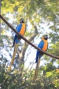 A pair of bue and yellow macaw standing and eating in a rope structure Royalty Free Stock Photo