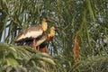 Pair of Buff-necked Ibis in a green leafed tree, Pantanal, Brazil