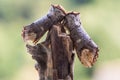 Pair of buff-tip moths Phalera bucephala on stick