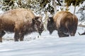 Pair of buffalo covered in snow in Yellowstone in winter