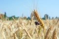 A pair of bug beetles reproduce on a spike of organic wheat grown without insecticides