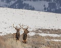 Pair of bull elk in winter Royalty Free Stock Photo