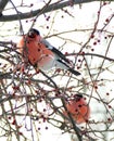 A pair of bullfinches sit on the branches of a tree and peck berries.