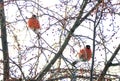 A pair of bullfinches sit on the branches of a tree and peck berries.
