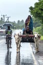 A pair of bullocks pull a cart along the road near Batticaloa on the east coast of Sri Lanka.