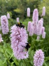 Bumblebees on flowers