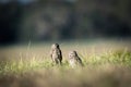 Pair of burrowing owls