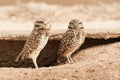 Pair of Burrowing Owls Royalty Free Stock Photo
