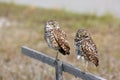 Pair of Burrowing Owls in Cape Coral, Florida Royalty Free Stock Photo