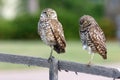 Pair of Burrowing Owls in Cape Coral, Florida Royalty Free Stock Photo