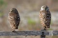 Pair of Burrowing Owls in Cape Coral, Florida