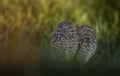 Pair of Burrowing Owls Royalty Free Stock Photo