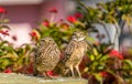 Pair of burrowing Owls rest in south Florida