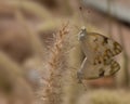 Pair butterflies (ascia monuste)