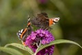 Pair of butterflies on a flower bloom Royalty Free Stock Photo