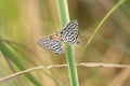 A pair of butterflies mating