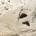 A pair of butterflies Triphosa dubitata Linnaeus, 1758 on a limestone wall in a cave