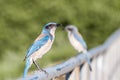 A pair of California Scrub Jay Aphelocoma californica birds sitting on a fence, San Francisco bay area, California Royalty Free Stock Photo