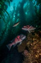 A Pair of California Sheephead fish in a Kelp Forest Royalty Free Stock Photo