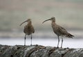 Calling curlews on a dry stone wall Royalty Free Stock Photo