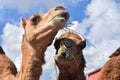 Pair of Camels Eating Hay Together Royalty Free Stock Photo