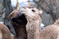 Pair of Camels in the zoo. Two camels white and brown showing love feelings to each over