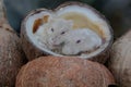A pair of Campbell dwarf hamsters eating coconuts. Royalty Free Stock Photo