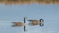 Pair of Canada geese on beautiful calm blue peaceful tranquil lake - taken during Spring migrations at the Crex Meadows Wildlife A