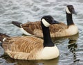 A pair of Canada Geese Branta canadensis.