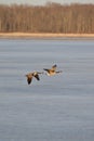Pair of Canada Geese (Branta canadensis) in flight over Tiny Marsh Royalty Free Stock Photo