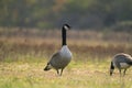 A Pair Canada Geese, Branta canadensis, resting in upland habitat in spring