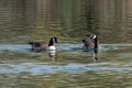 Pair of canada geese  branta canadensis swimming on a lake in early spring with vegetation reflections Royalty Free Stock Photo