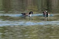 Pair of canada geese  branta canadensis swimming on a lake in early spring with vegetation reflections Royalty Free Stock Photo