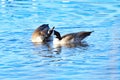 Canada Geese Courting in mid-lake