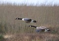 Pair of Canada geese in a field of tall dry grass, flying intently